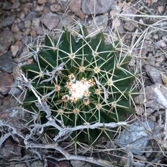 Parodia erinaceus