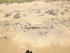 Acipenser transmontanus