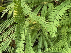 Adiantum aleuticum