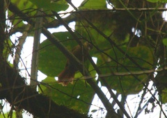 Anabacerthia variegaticeps