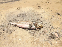 Acipenser transmontanus