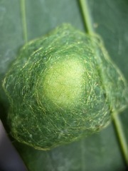 Gasteracantha hecata