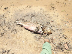 Acipenser transmontanus