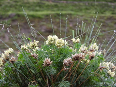 Oxytropis