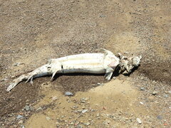 Acipenser transmontanus