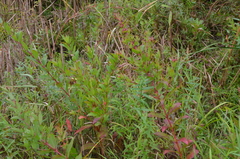 Decodon verticillatus