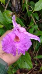 Sobralia macrantha