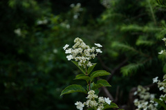 Hydrangea chinensis