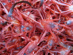 Grimothea planipes