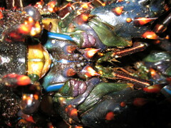 Panulirus inflatus