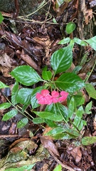 Impatiens walleriana