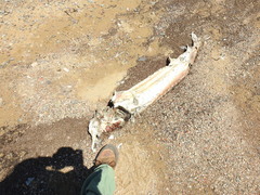 Acipenser transmontanus