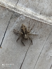 Plexippus paykulli