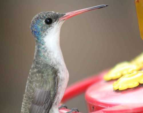 Violet-crowned Hummingbird