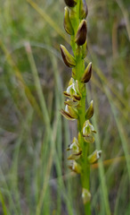Prasophyllum elatum