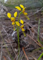 Diuris unica