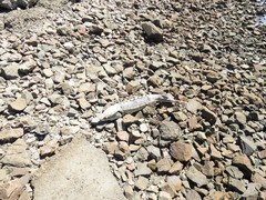 Acipenser transmontanus