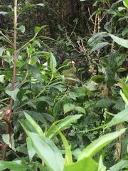 Leptosittaca branickii