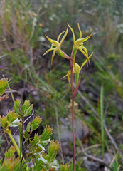 Lyperanthus suaveolens