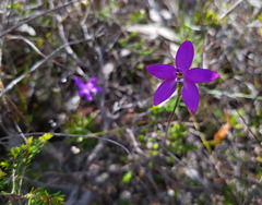 Glossodia minor