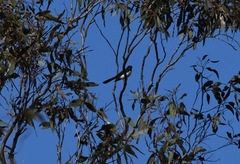 Rhipidura leucophrys