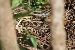 Lampropholis delicata