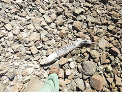 Acipenser transmontanus