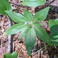 Lysimachia borealis