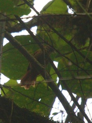 Anabacerthia variegaticeps