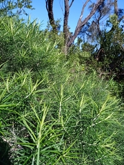 Cassinia longifolia