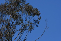 Rhipidura leucophrys