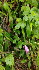 Sobralia macrantha