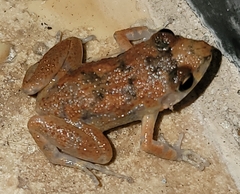 Eleutherodactylus planirostris
