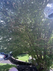 Amelanchier canadensis