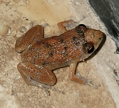 Eleutherodactylus planirostris