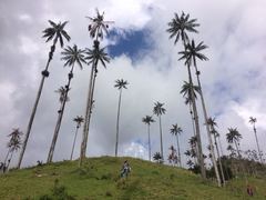 Ceroxylon quindiuense