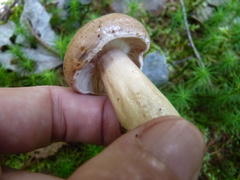 Lactarius trivialis