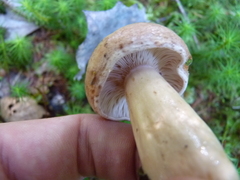 Lactarius trivialis