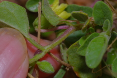 Physalis mollis
