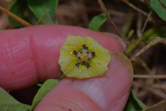 Physalis mollis