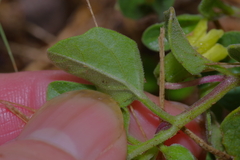 Physalis mollis