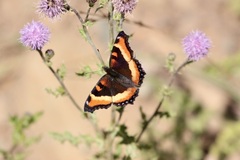 Aglais milberti
