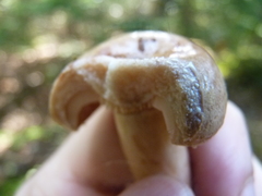 Lactarius trivialis