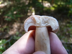 Lactarius trivialis