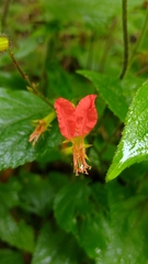 Cuphea appendiculata