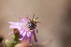 Anthophora