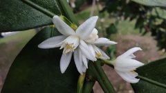 Citrus japonica
