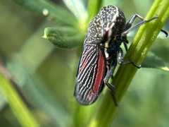 Cuerna striata