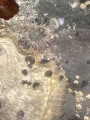 Actiniidae