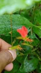 Cuphea appendiculata